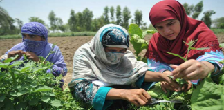 Sindh Assembly Bill for Women in Agriculture