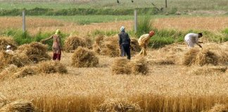 Wheat Crops in KP