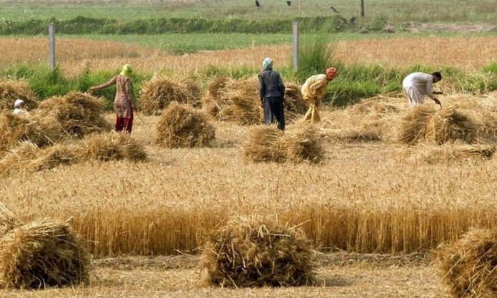 Wheat Crops in KP