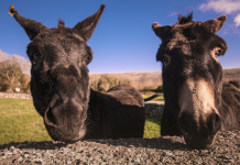 donkey