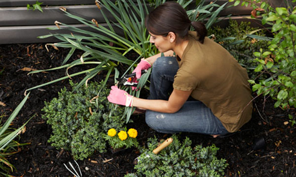 Gardening 