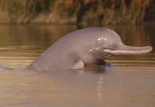 Indus River Dolphin Pakistan