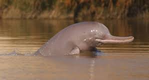 Indus River Dolphin Pakistan