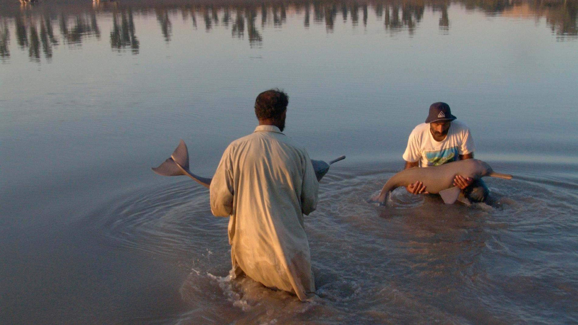 indus dolphins