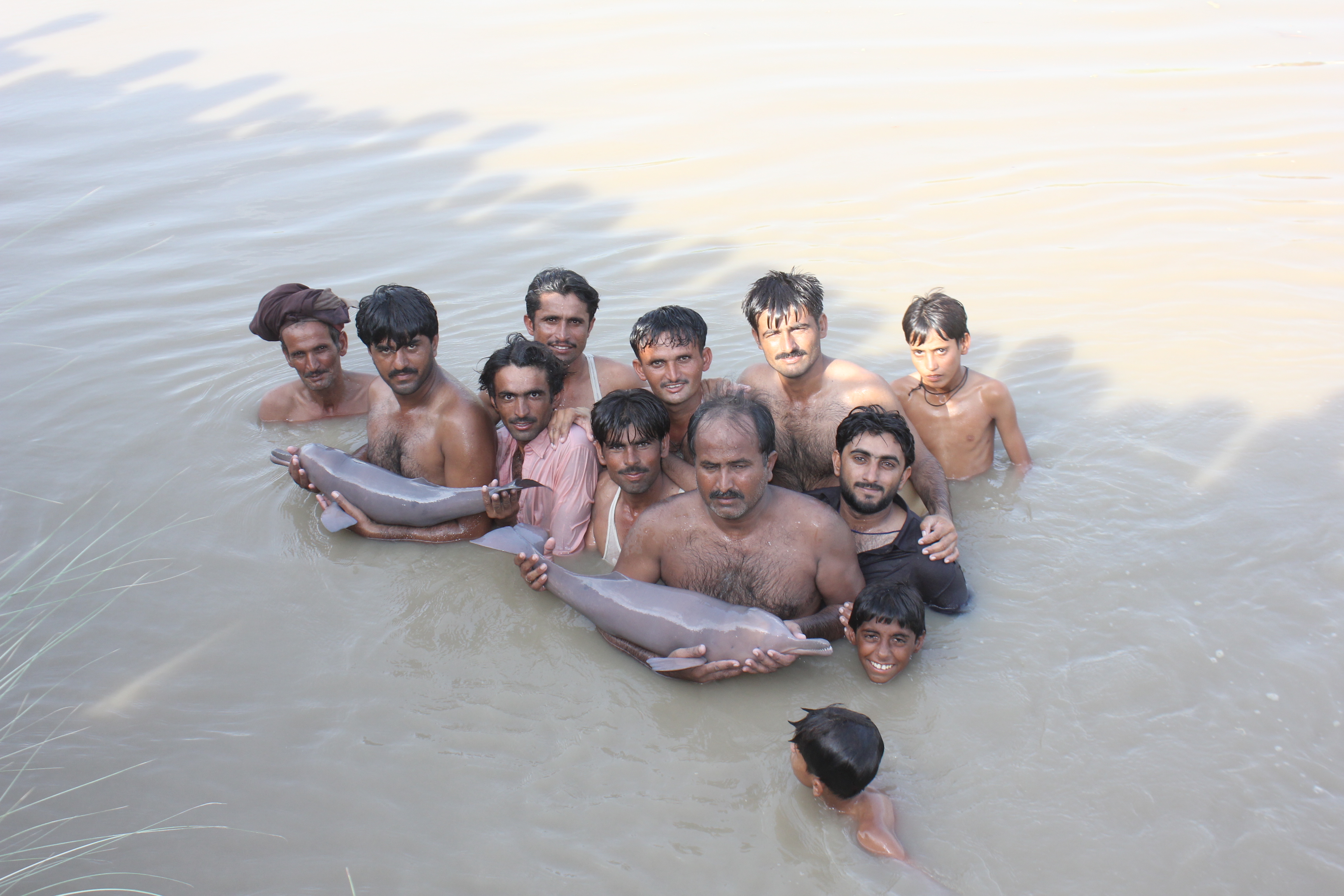 indus river dolphin sindh