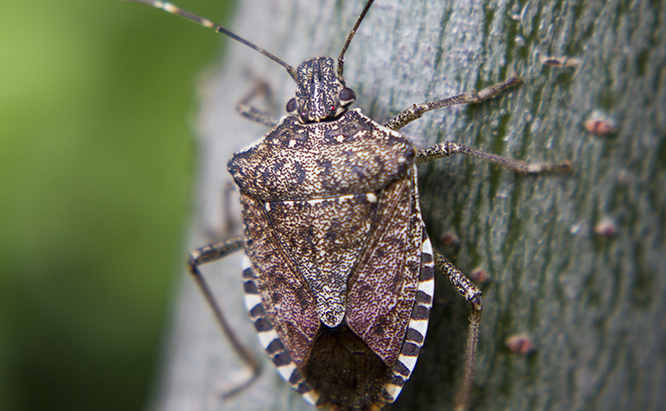 stink bugs