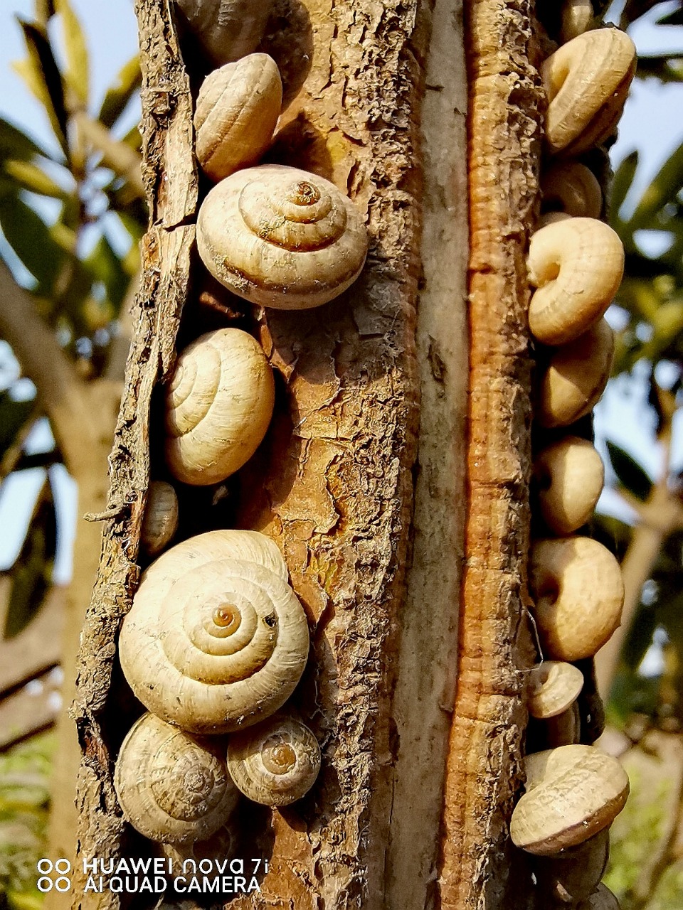 Snails at the park