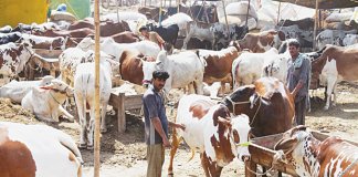 Eid ul Adha