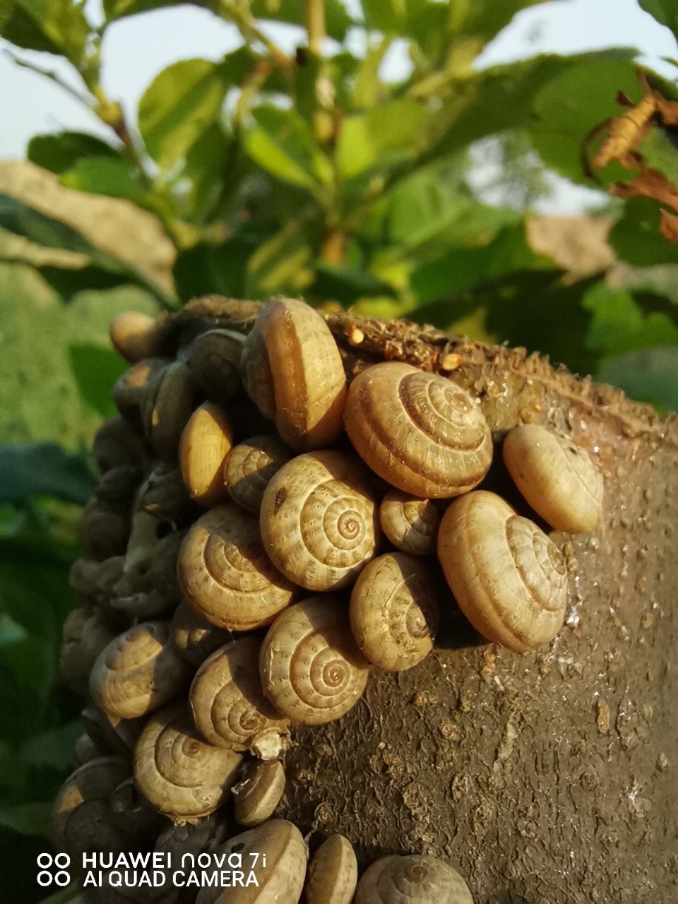 snails at the park 