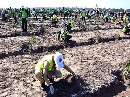 Workers planting trees in KPK