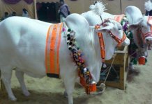 eid-ul-adha