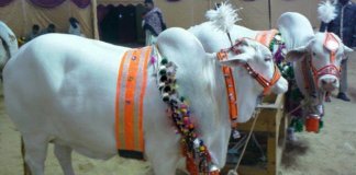 eid-ul-adha