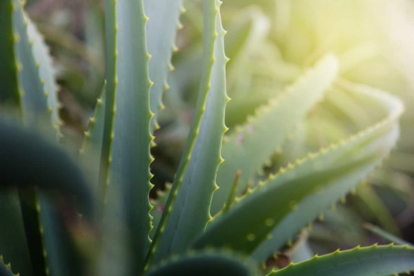 how to get rid of oily skin aloe vera