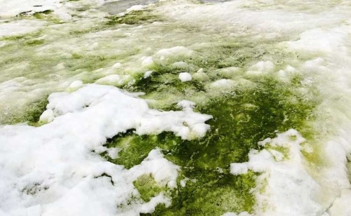 Green snow in the Antarctica