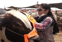 cattle market