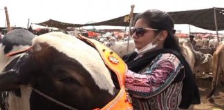 cattle market