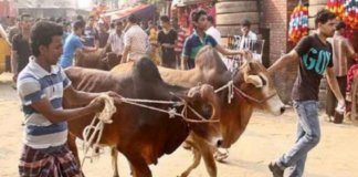 sacrifical animals