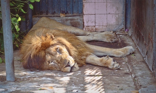 Lions in Karachi