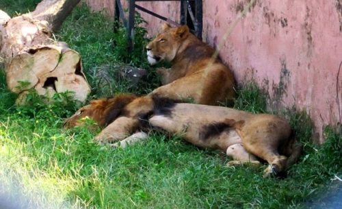 Islamabad Zoo