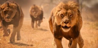 Lions in Karachi