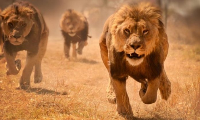 Lions in Karachi