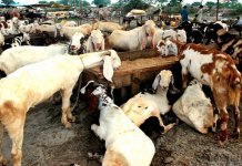 Online qurbani