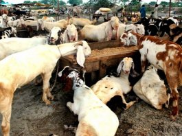 Online qurbani