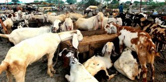 Online qurbani