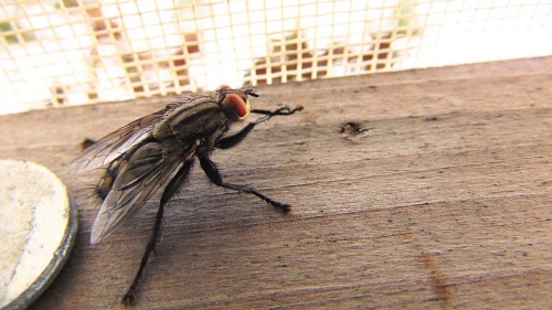 houseflies