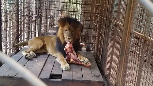 Lions in Karachi