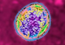 Brucellosis: New Bacteria China