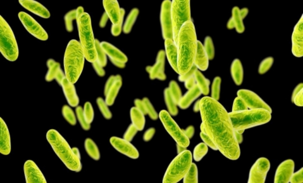 Brucellosis: New Bacteria Outbreak In China That Has Infected Thousands