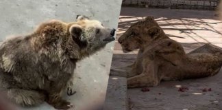 karachi zoo