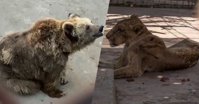 karachi zoo