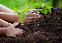 Google's New Tool for trees