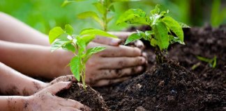 Google's New Tool for trees