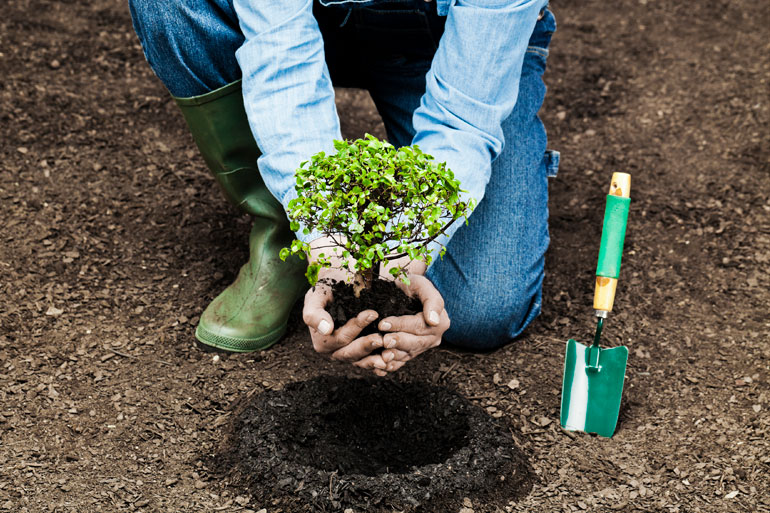 Google's tree plantation new tool