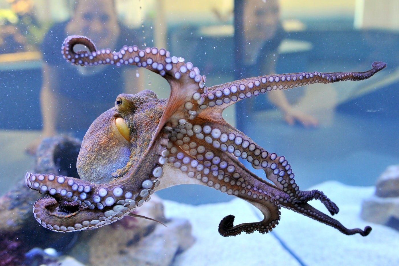 octopus