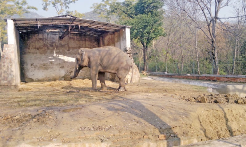 islamabad zoo