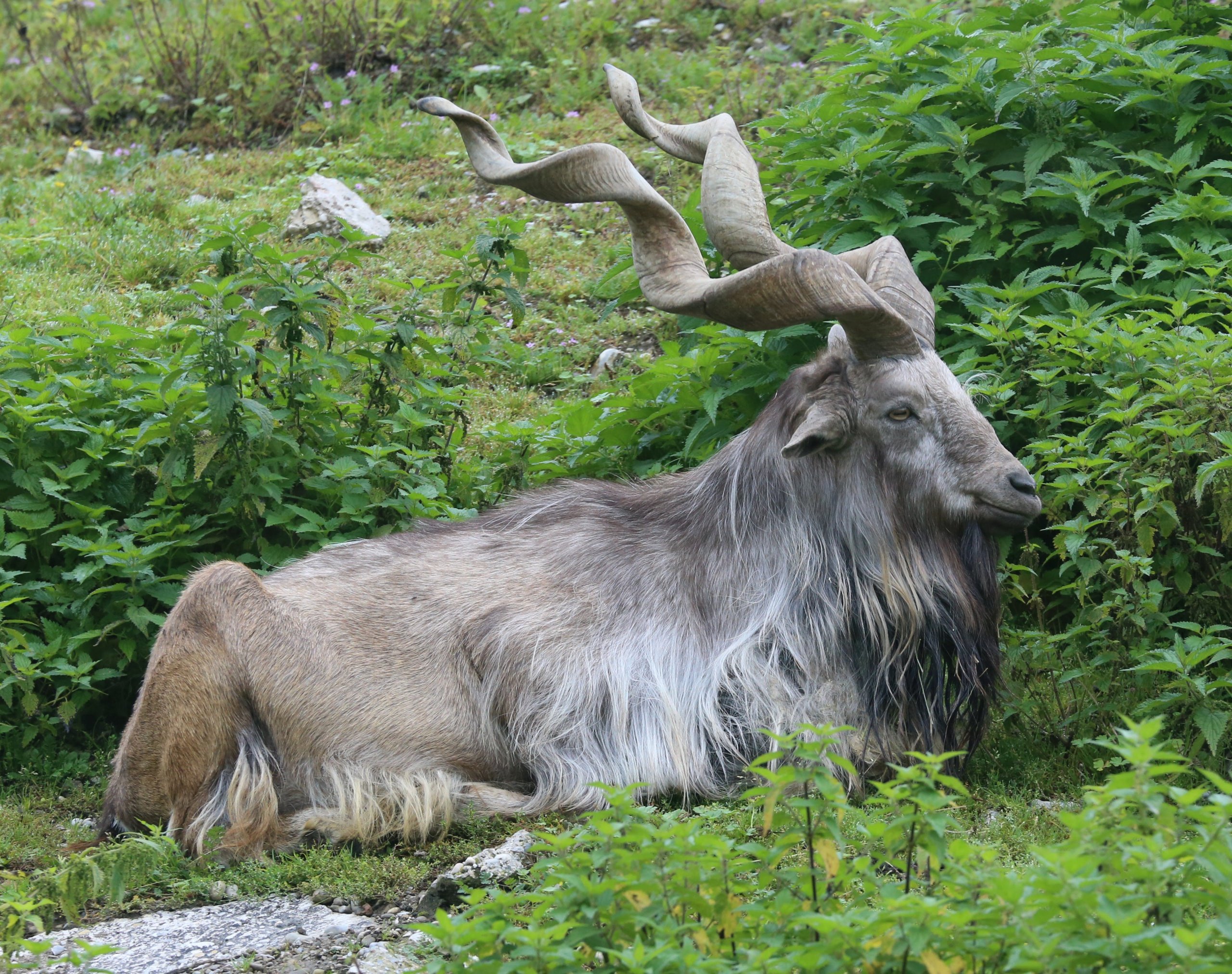 Markhor Hunted By American