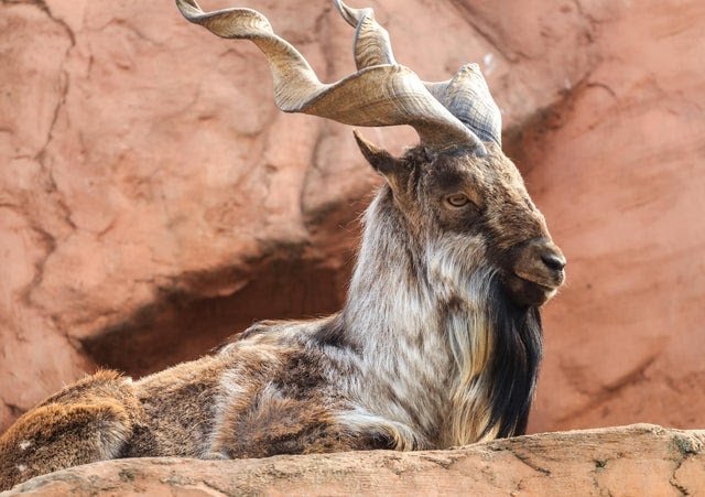 American hunter kills Markhor