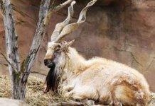 Hunting of Markhor by American