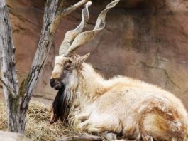 Hunting of Markhor by American