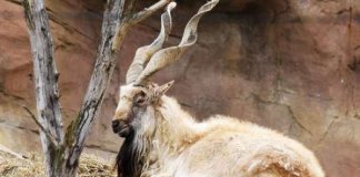 Hunting of Markhor by American