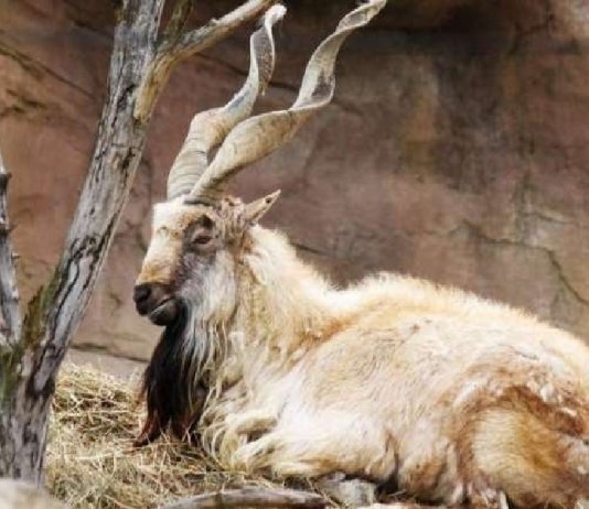 Hunting of Markhor by American