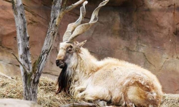 Hunting of Markhor by American