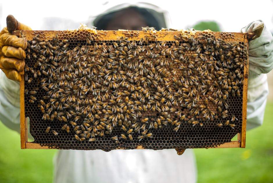 honeybee