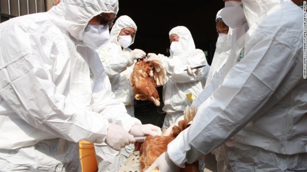 russia human infection bird flu