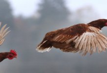 russia human infection bird flu