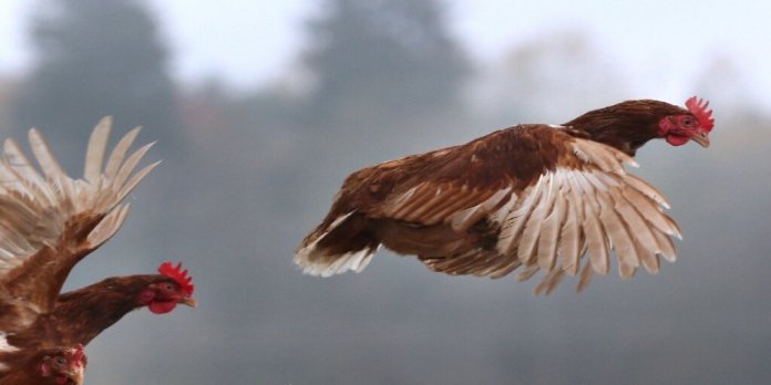 russia human infection bird flu